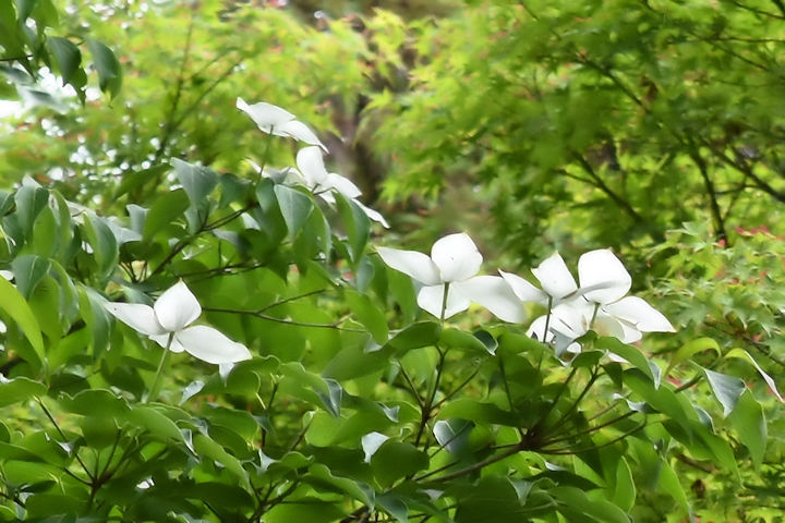 山法師の花