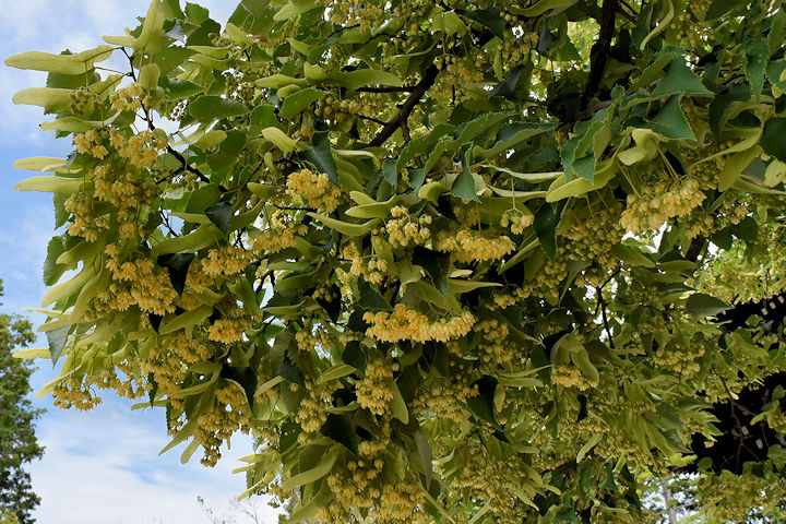 菩提樹の花、見頃へ