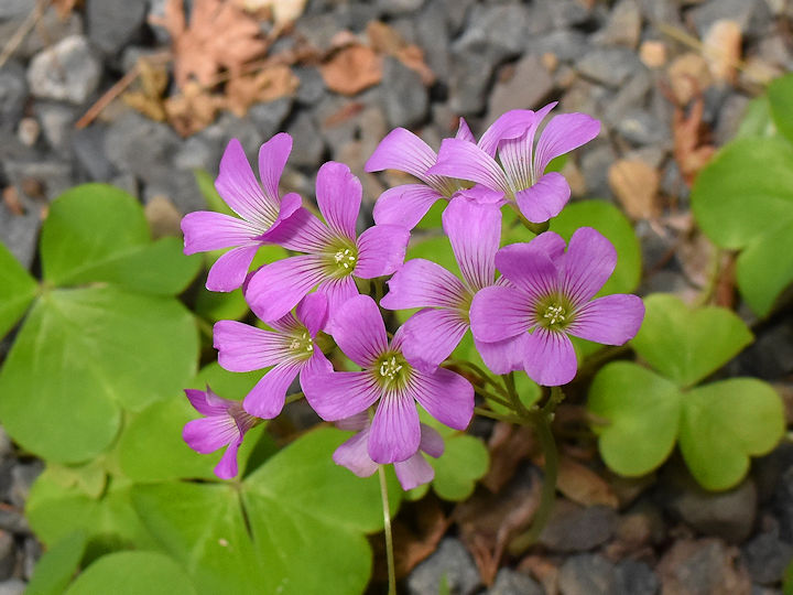 かわいい紫片喰の花