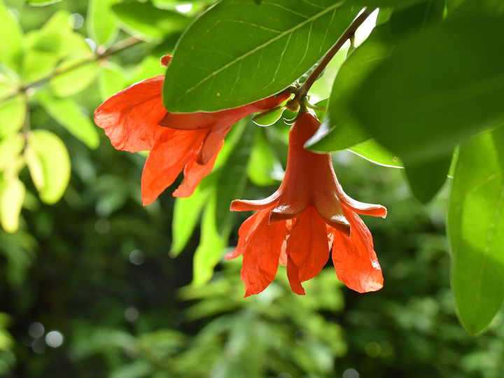 石榴(ざくろ)の花