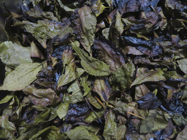 自家製番茶