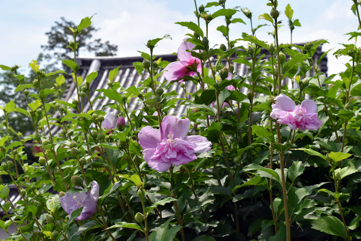 木槿の花