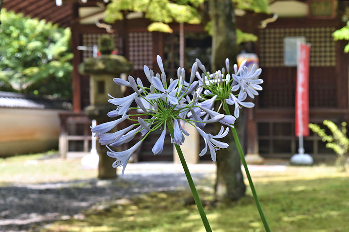梅雨明け