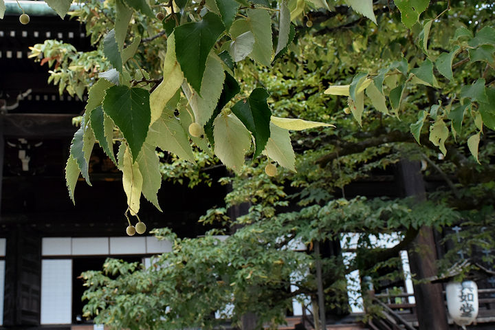 菩提樹の実