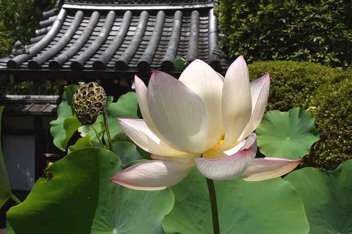 雨が恋しい