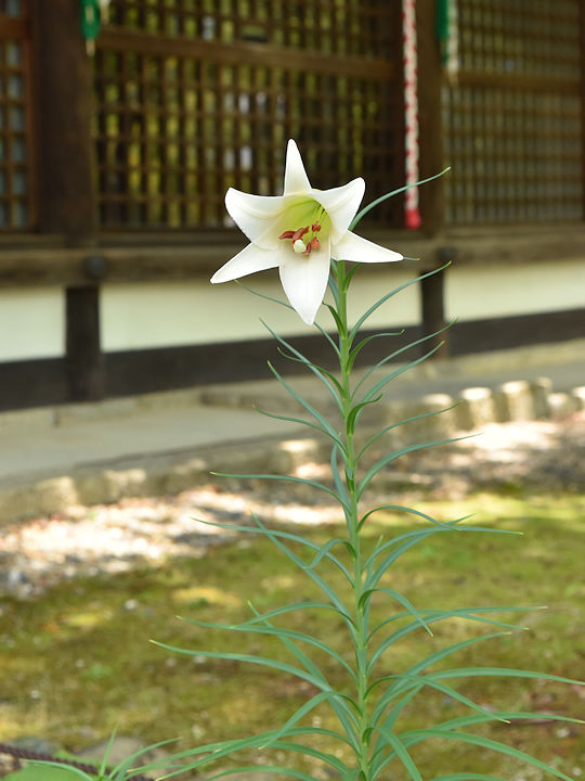高砂百合