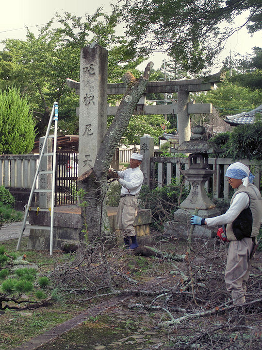 桜の伐採