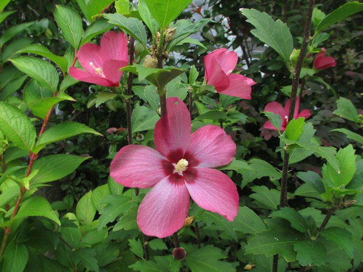 木槿(むくげ)が美しい!