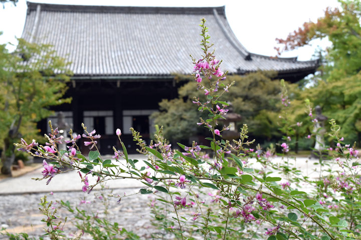 萩の花、見頃へ