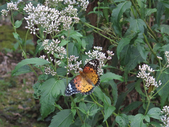 藤袴に集まってくる蝶