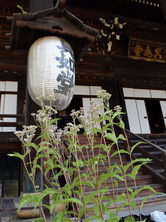 藤袴の鉢植え