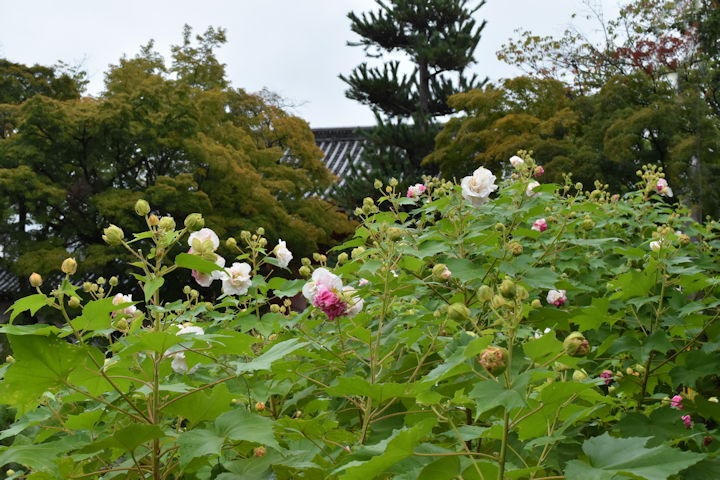 酔芙蓉