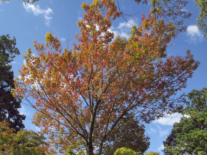 花の木の紅葉
