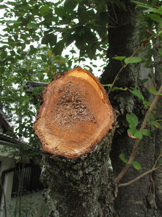桜の枯れ枝