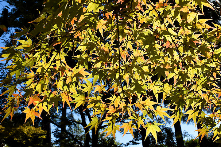 紅葉はまだまだです
