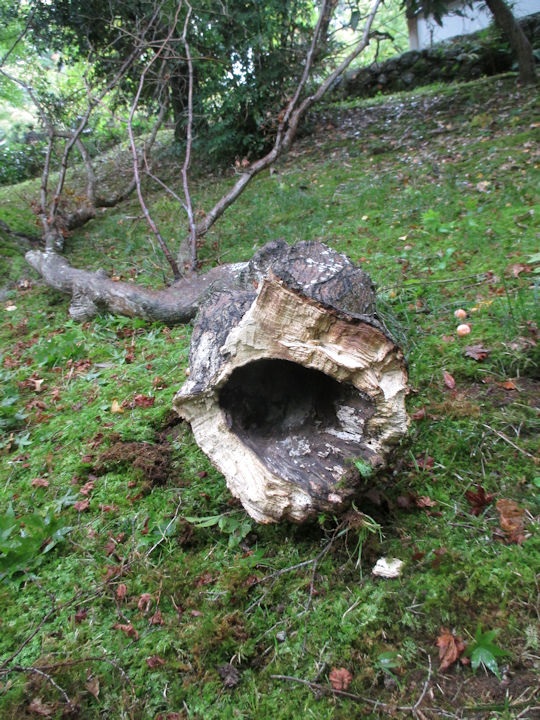枯れ枝の除去