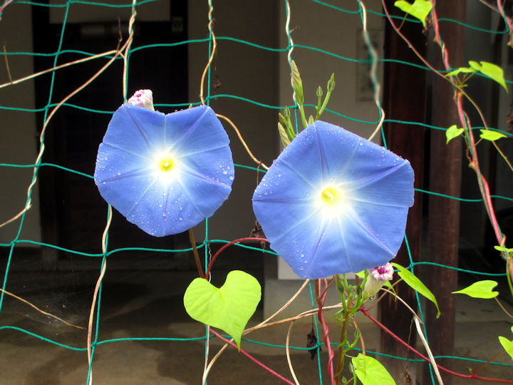 ヘブンリーブルー、再び