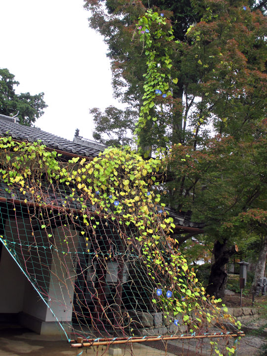 ヘブンリーブルー、再び