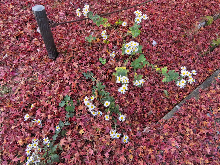 紅葉期の人出、最終日