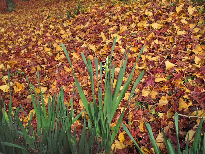 敷き紅葉に水仙