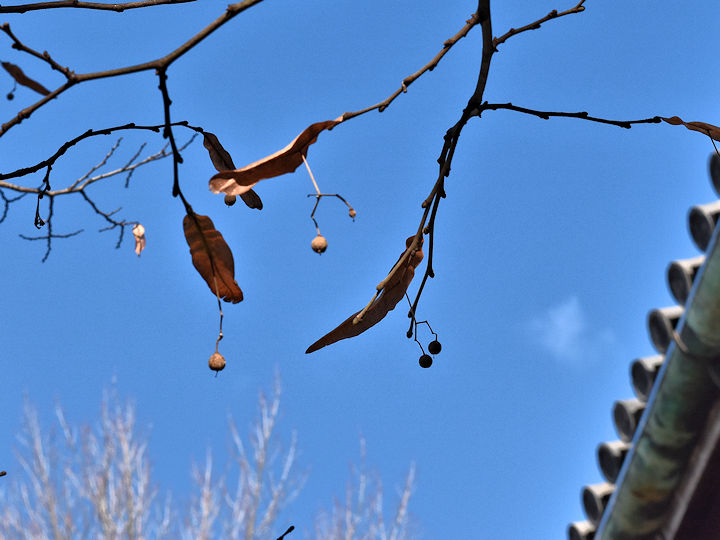 菩提樹ともみじの種