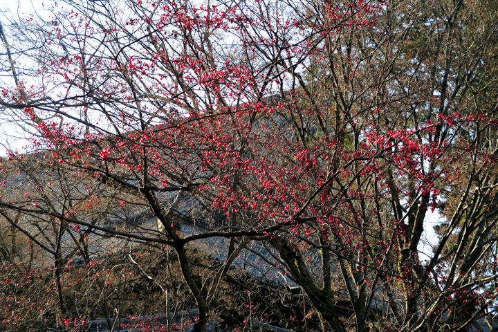 美味しくない山茱萸の実