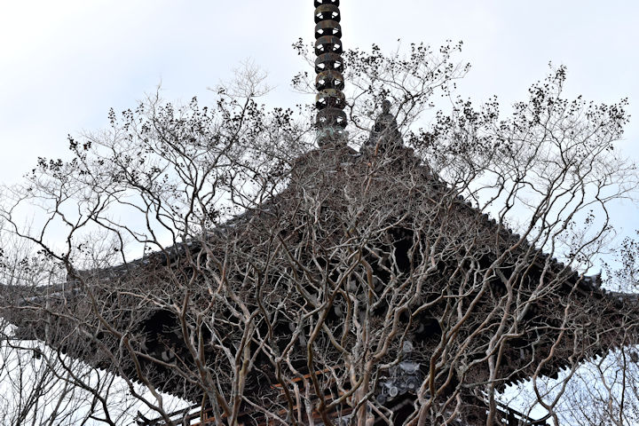 寒空に百日紅の実