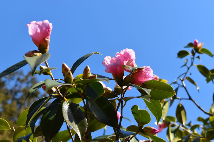 有楽が満開です!