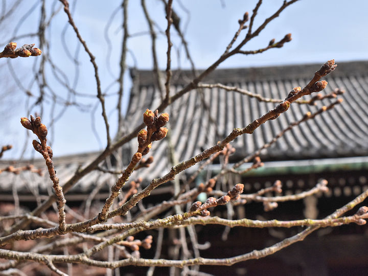 しばらくは寒の戻りの日々