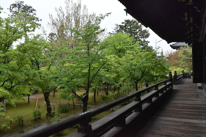 雨に濡れる新緑