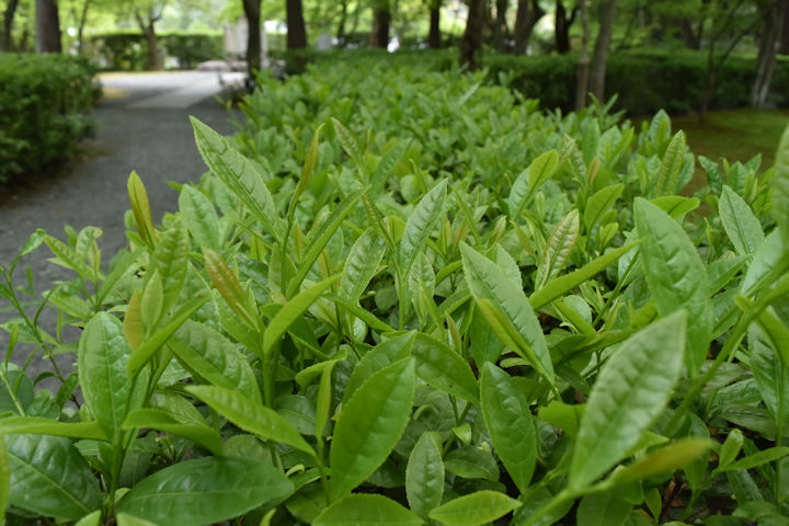 茶摘みの季節