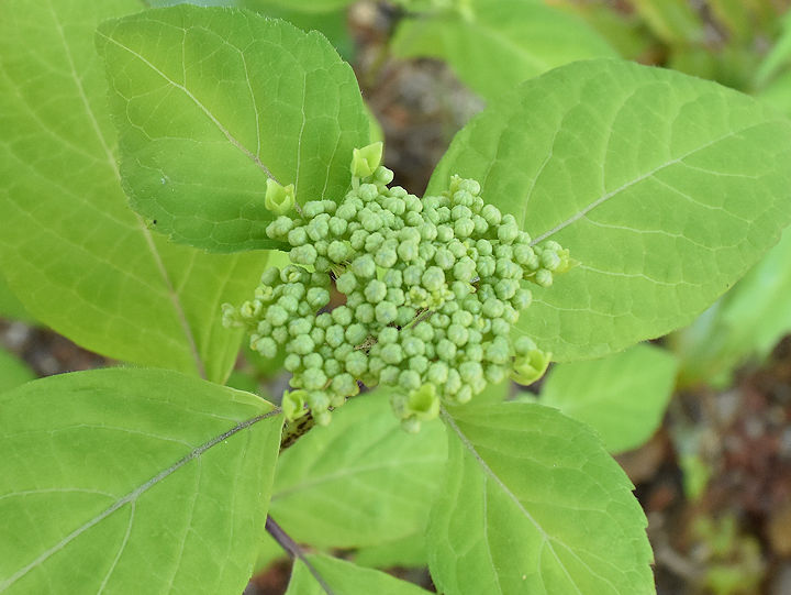 山紫陽花の蕾