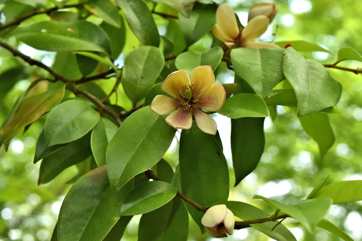 唐種招霊の花