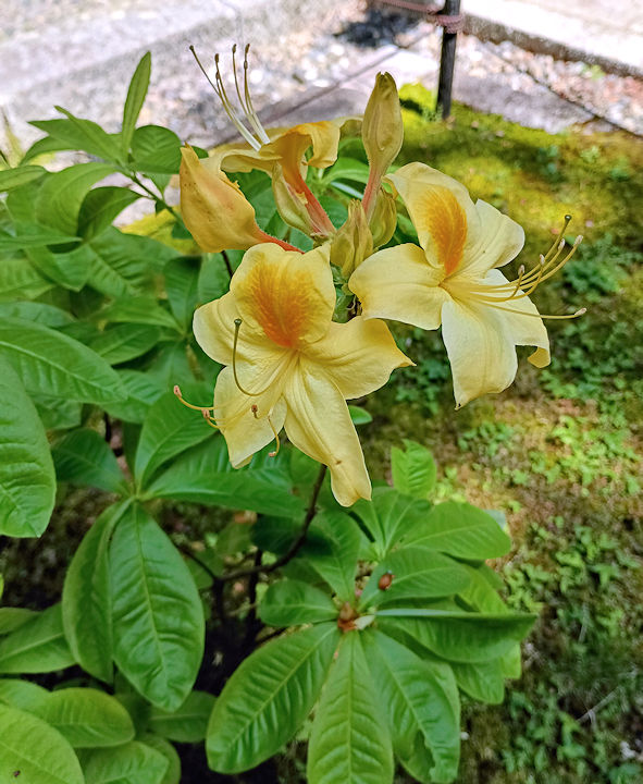 黄花つつじ