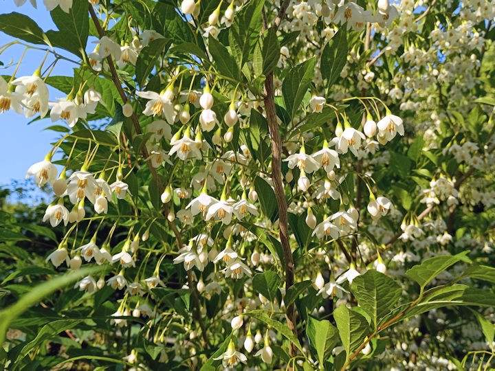 エゴノキの花