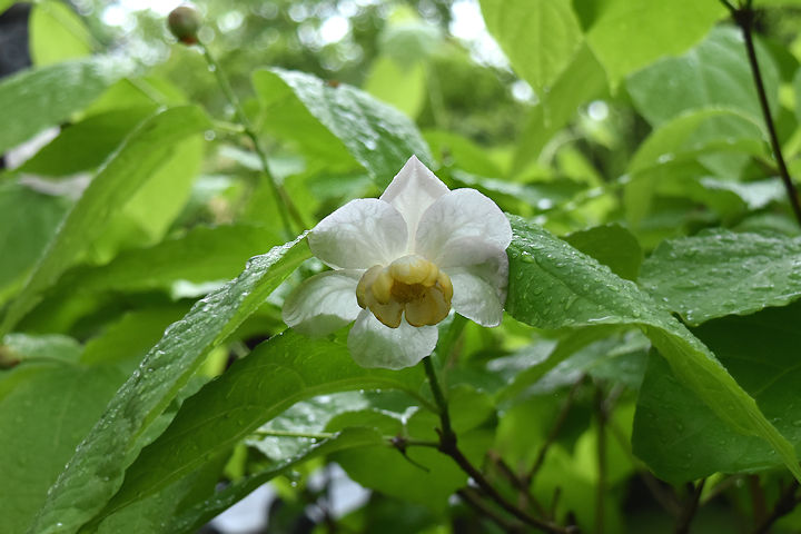 夏蝋梅