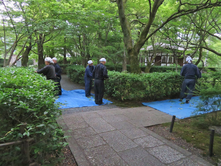新茶の収穫