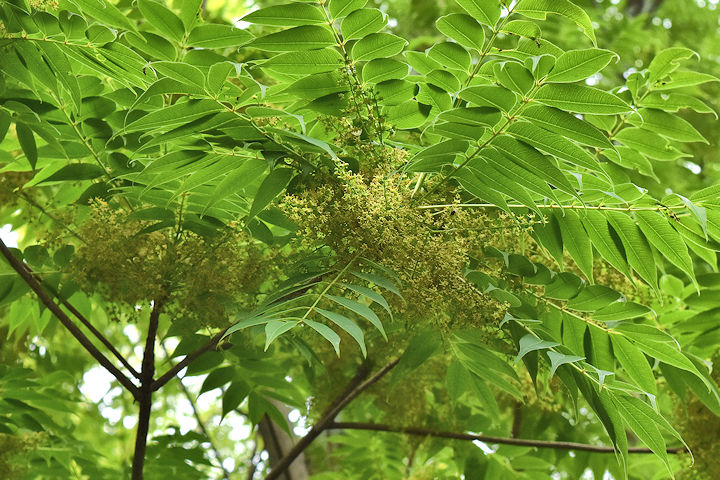 櫨(はぜ)の花