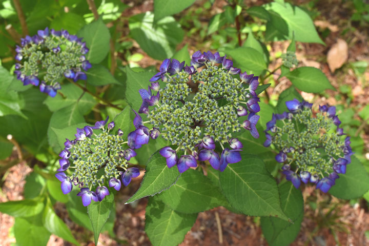 同じ花でも、ブルーとピンク