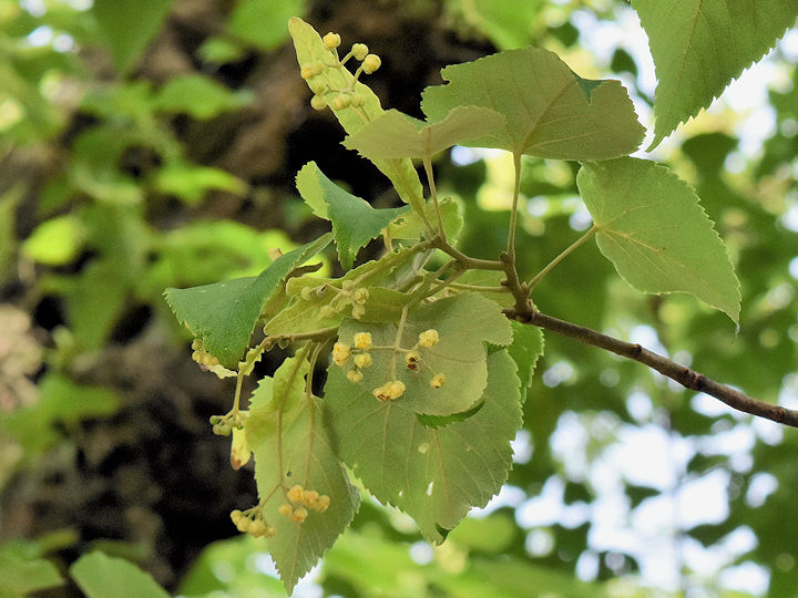 菩提樹の花、ちょっと開花