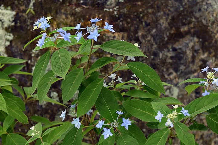 幻の紫陽花